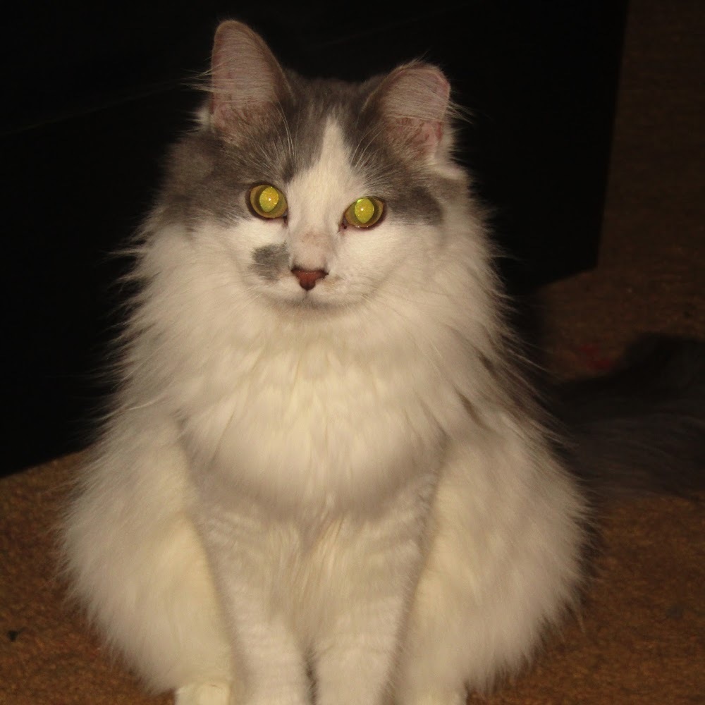 Meet your Posher, Gwen